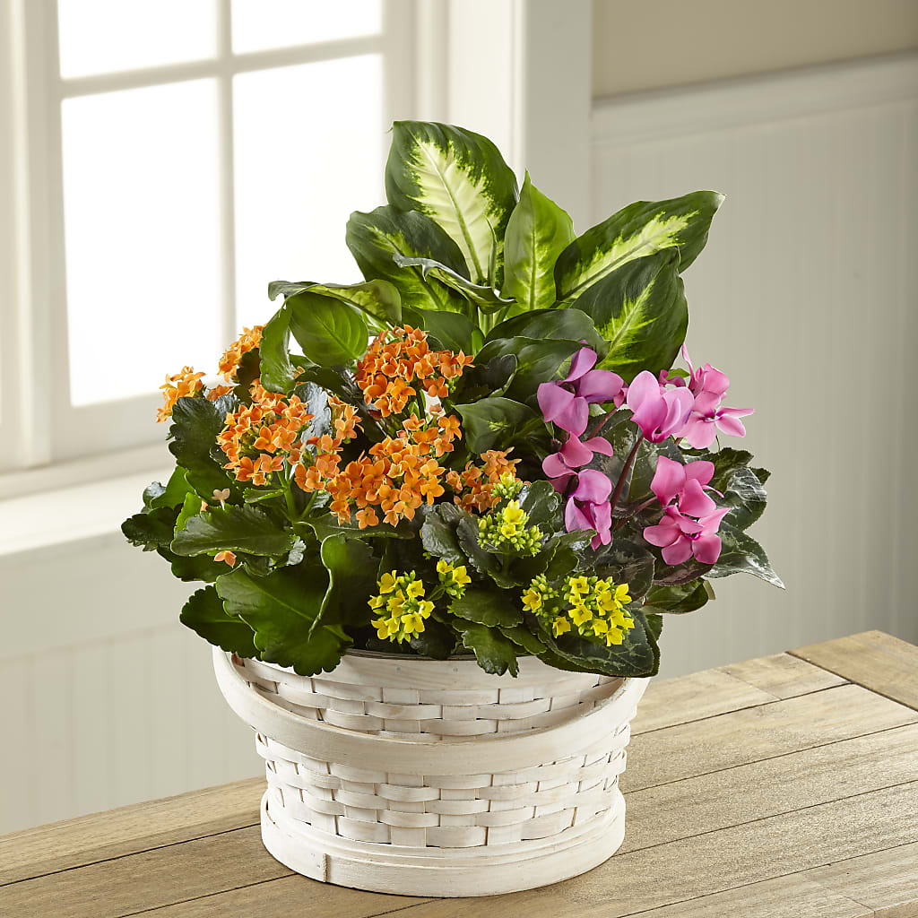 Color Crush Dishgarden – Bulldog Flowers, Athens GA