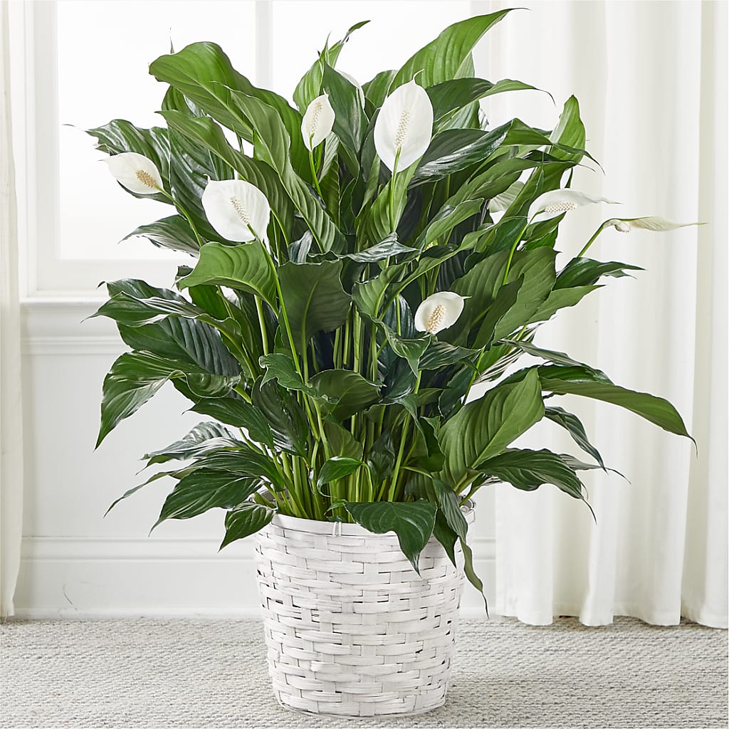 A New Leaf Peace Lily – Bulldog Flowers, Athens GA