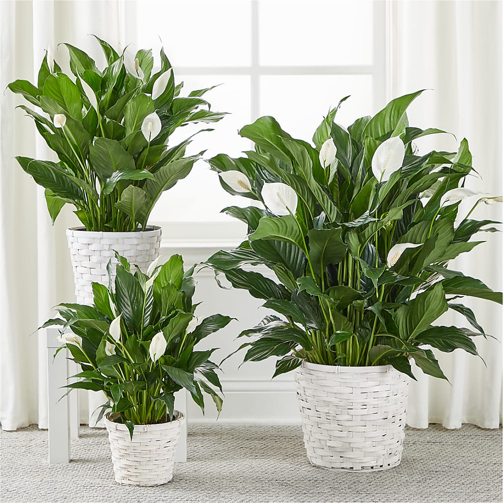 A New Leaf Peace Lily – Bulldog Flowers, Athens GA