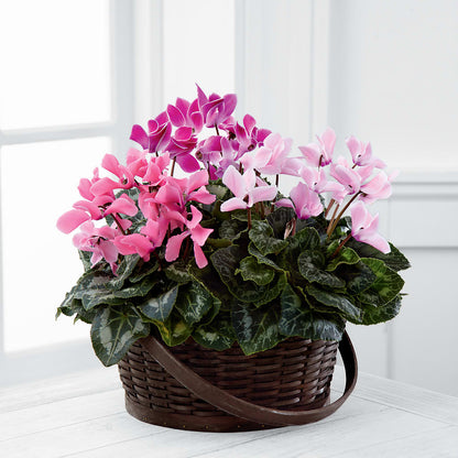 Mixed Cyclamen Planter –  Bulldog Flowers, Athens GA