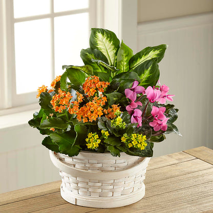 Color Crush Dishgarden –  Bulldog Flowers, Athens GA