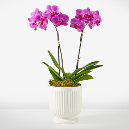 Friendly Fuchsia Orchid –  Bulldog Flowers, Athens GA
